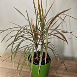 Эпипремнум Марбл Квин - фото 5