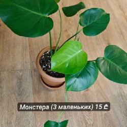 Эпипремнум Марбл Квин - фото 6