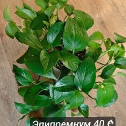 Эпипремнум Марбл Квин - фото 7