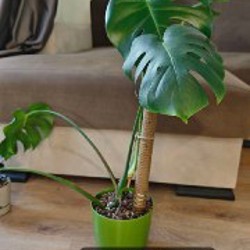 Эпипремнум Марбл Квин - фото 8