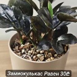 Эпипремнум Марбл Квин - фото 9