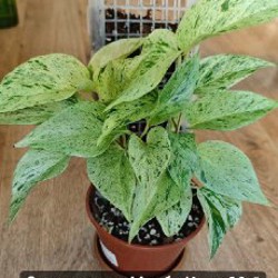 Эпипремнум Марбл Квин - фото 10