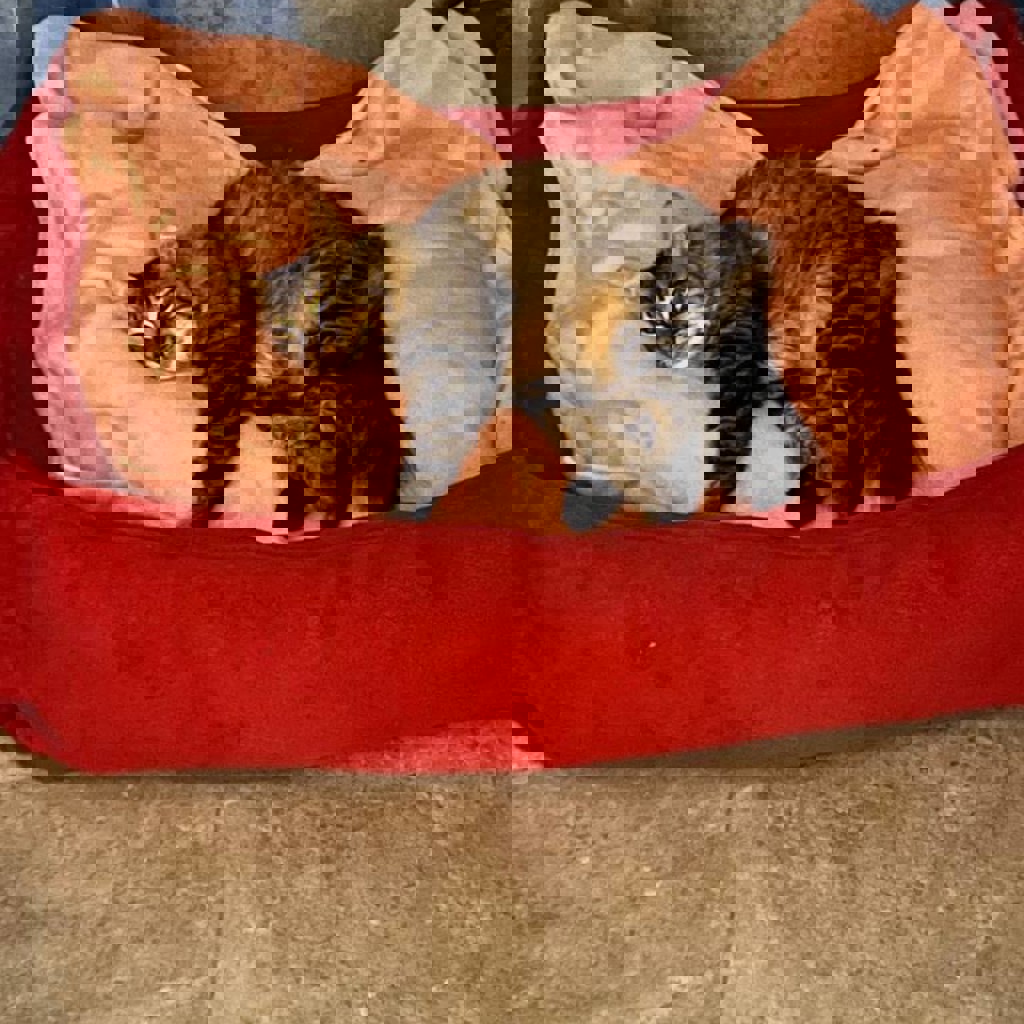 Кошечка Алиса