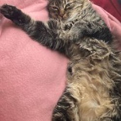 Кошечка Алиса - фото 2