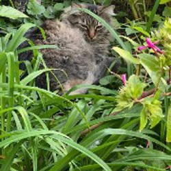 Кошечка Алиса - фото 3