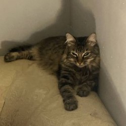 Кошечка Алиса - фото 4