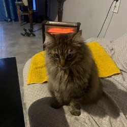 Кошечка Алиса - фото 5