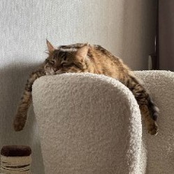 Кресло Jysk Armchair VILDSUND - фото 3