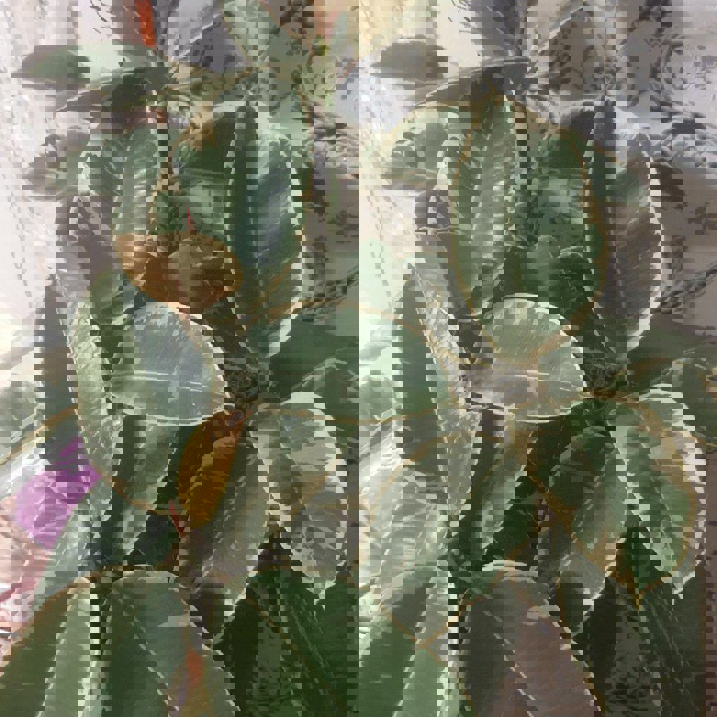 Сциндапсус