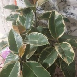 Сциндапсус - фото 1