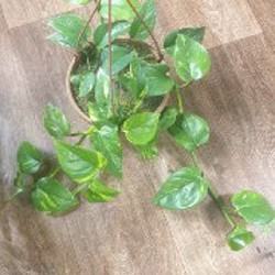 Сциндапсус - фото 2