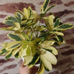 Сциндапсус - фото 3