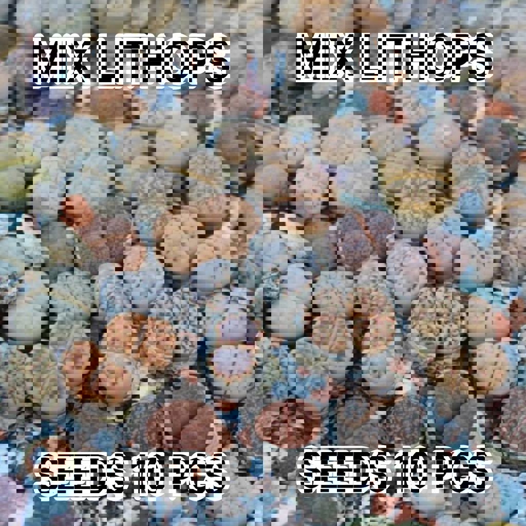 Семена конофитума микс