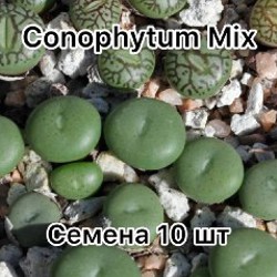 Семена конофитума микс - фото 2