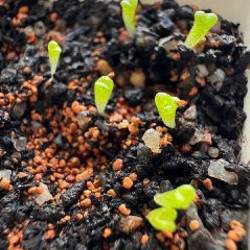 Семена конофитума микс - фото 3