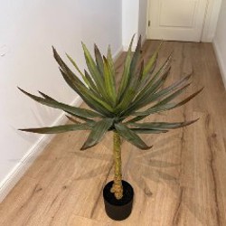 Пальма - фото 7