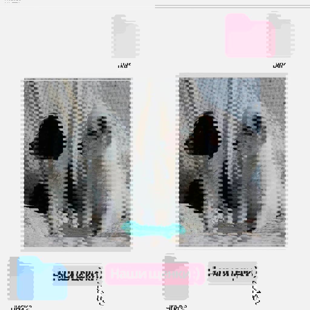 Щенок белой девочки