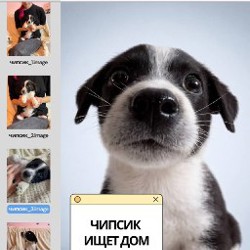 Щенок белой девочки - фото 2