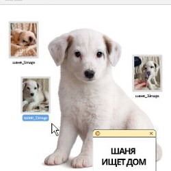 Щенок белой девочки - фото 3