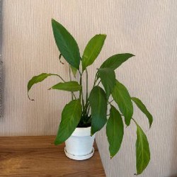 Маленькая алоказия - фото 2