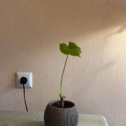 Маленькая алоказия - фото 3