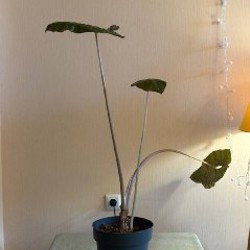 Маленькая алоказия - фото 5