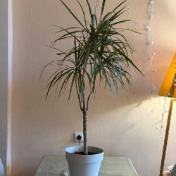 Маленькая алоказия - фото 6