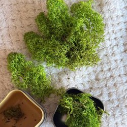 Ягель/мох - фото 2