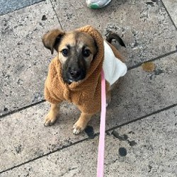 Шлейка для собаки - фото 2