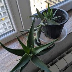 Бальзамин - фото 1