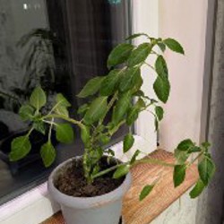 Бальзамин - фото 2