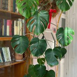 Фикус эластика (темный лист) - фото 1