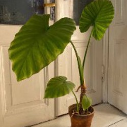 Фикус эластика (темный лист) - фото 3