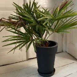 Фикус эластика (темный лист) - фото 4