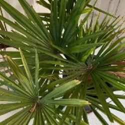 Фикус эластика (темный лист) - фото 5