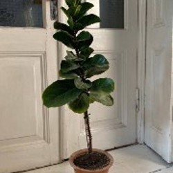 Фикус эластика (темный лист) - фото 7