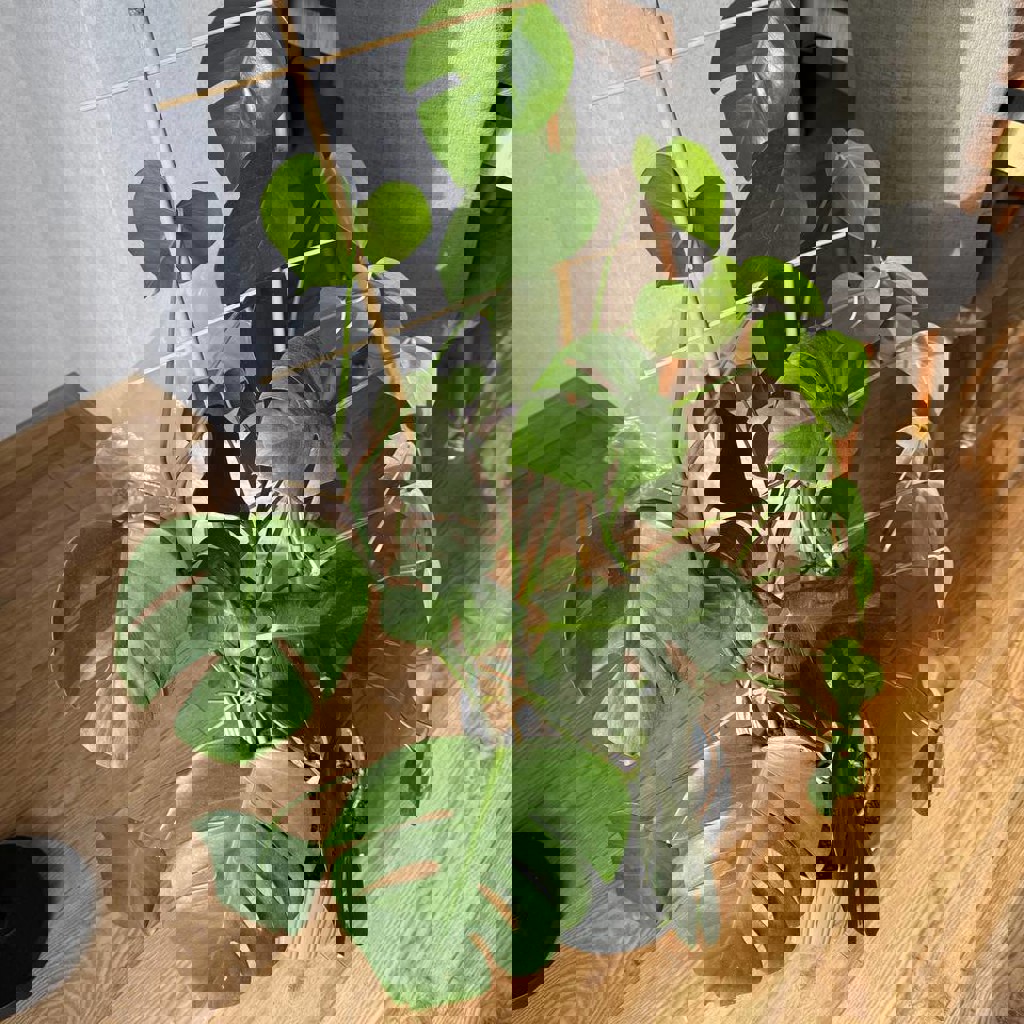 Растение монстера