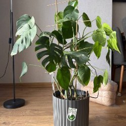 Растение монстера - фото 2