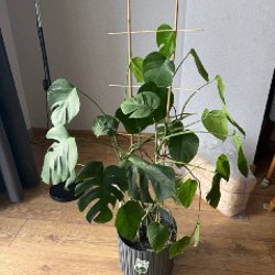 Растение монстера - фото 4