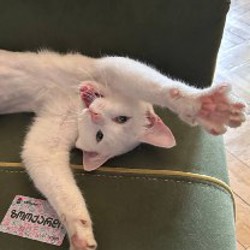 Хори - фото 2