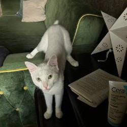 Хори - фото 3