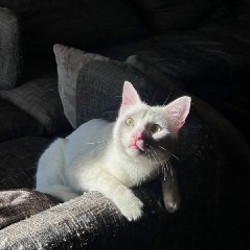 Хори - фото 4