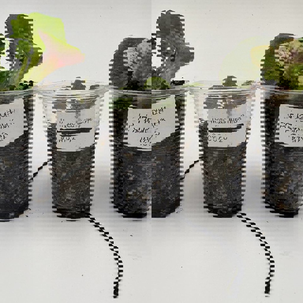 Листики фиалок