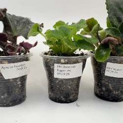 Листики фиалок - фото 2