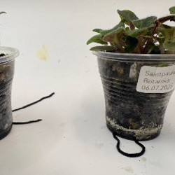 Листики фиалок - фото 3