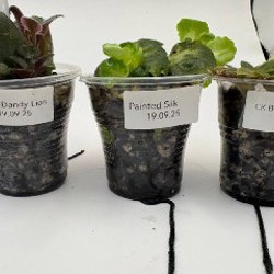 Листики фиалок - фото 4