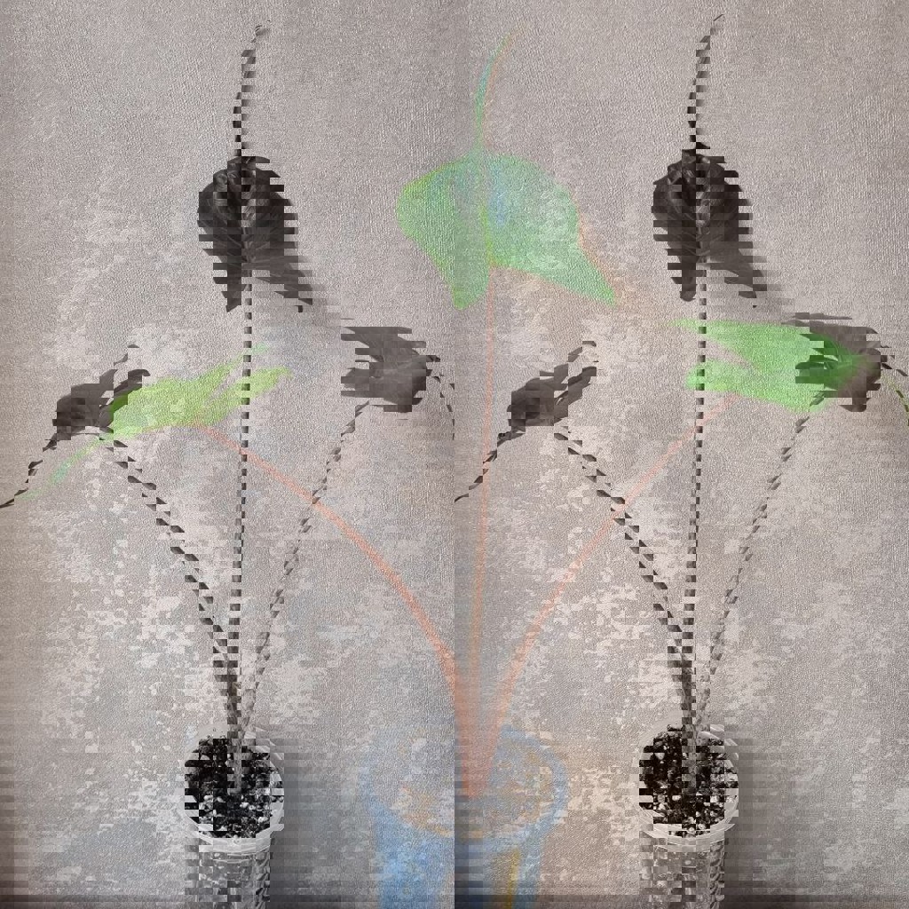 Алоказия Юкатан Принцесс