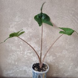 Алоказия Юкатан Принцесс - фото 1