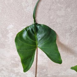 Алоказия Юкатан Принцесс - фото 2