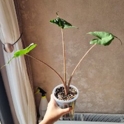 Алоказия Юкатан Принцесс - фото 3